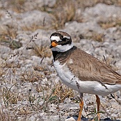 Common Ringed Plover  "Charadrius hiaticula"